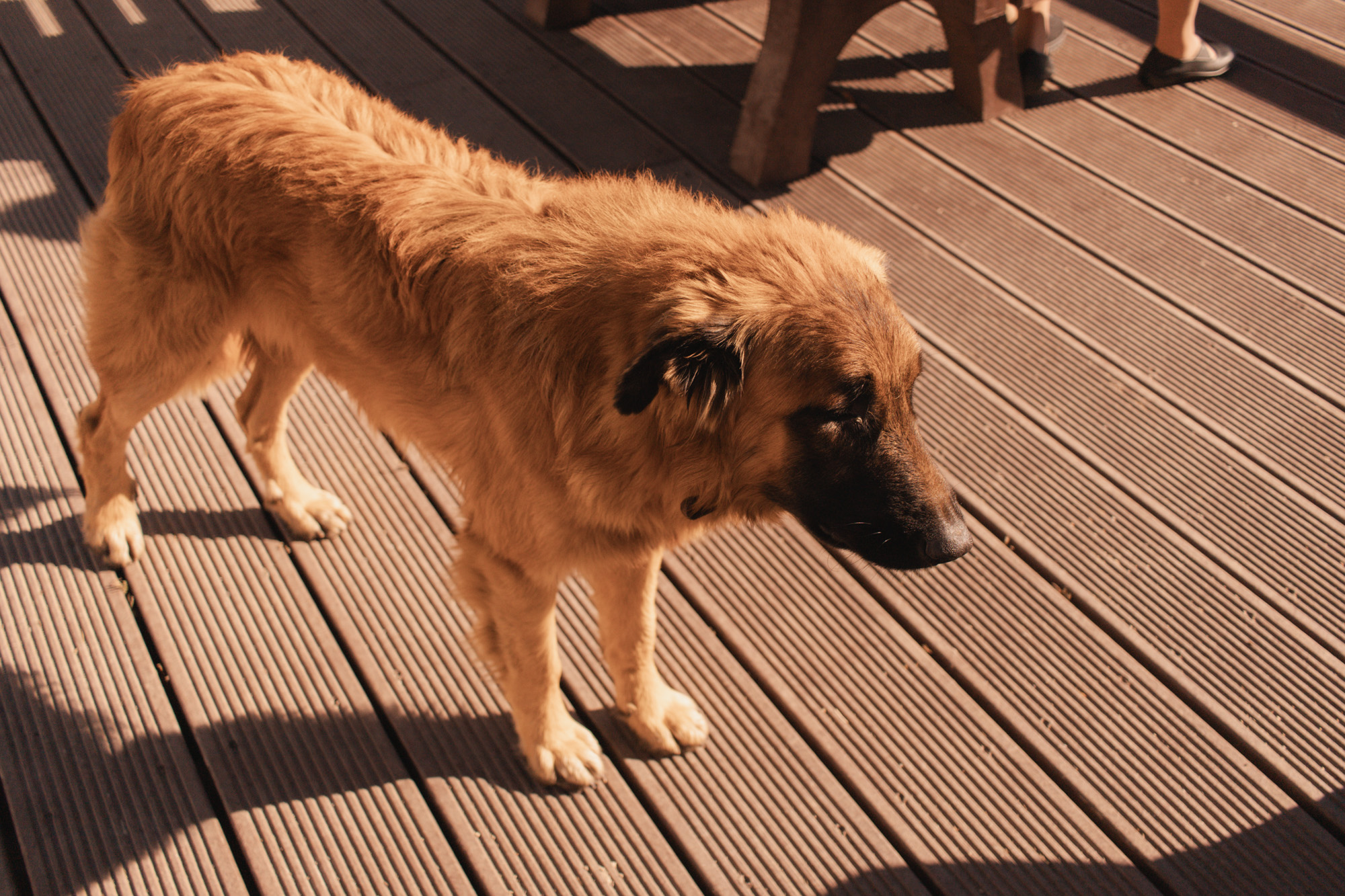 Cão Serra da Estrela